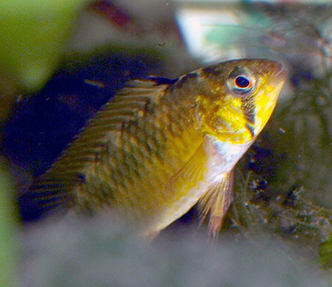 Apistogramma macmasteri femelle