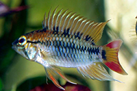 apistogramma macmasteri mâle