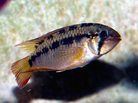 apistogramma macmasteri mâle
