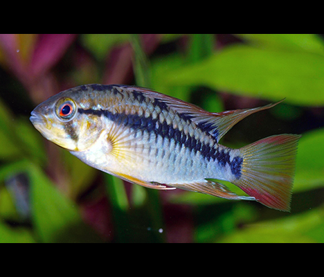 apistogramma macmasteri mâle