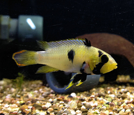 Apistogramma panduro femelle