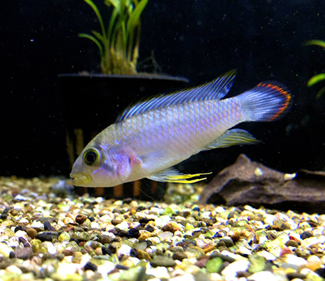 Apistogramma panduro