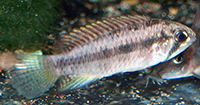 Apistogramma sp. Breitbinden femelle