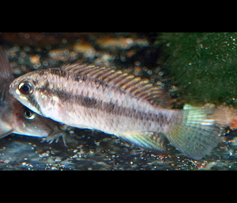 Apistogramma sp. Breitbinden femelle