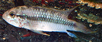 apistogramma sp. kelleri