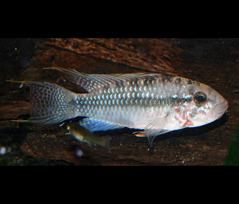 Apistogramma sp. 'kelleri'