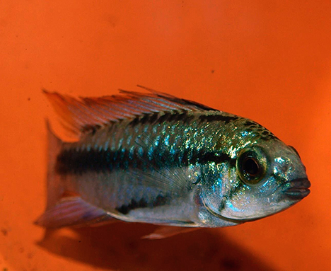 Apistogramma trifasciata mâle