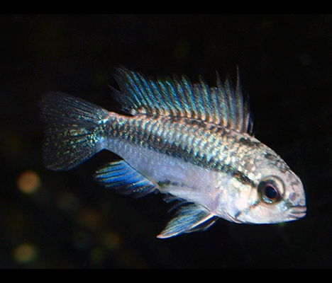 Apistogramma trifasciata mâle