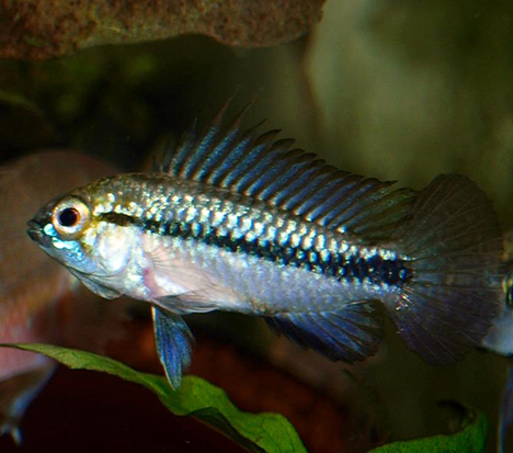 Apistogramma trifasciata mâle puis femelle