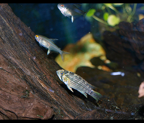 Apistogramma tucurui couple