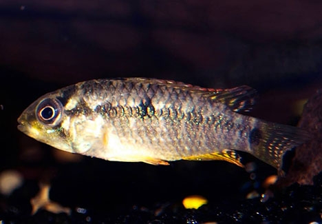 Apistogramma tucurui femelle