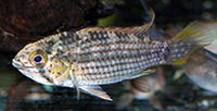 Apistogramma tucurui