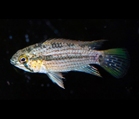 Apistogramma tucurui