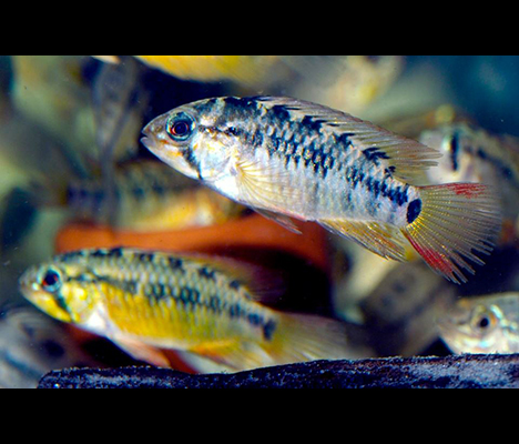 apistogramma-viejita-2-couple-01