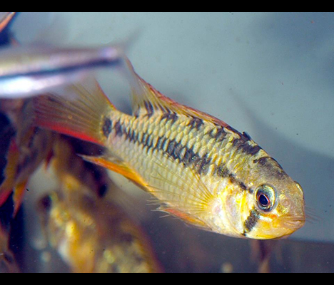 Apistogramma viejita femelle