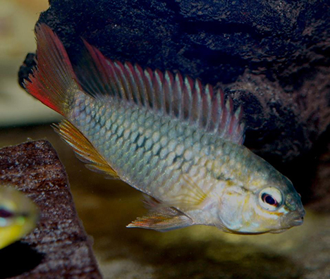 Apistogramma viejita mâle