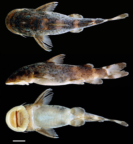 atopochilus savorgnani