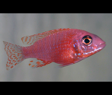 Aulonocara sp firefish femelle