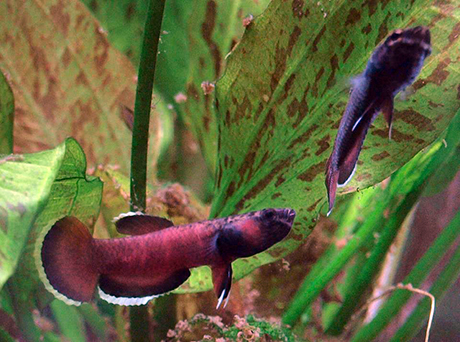 Betta albimarginata couple