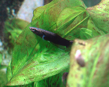 Betta albimarginata femelle