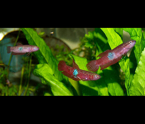 betta brownorum femelle