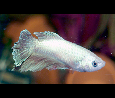 Betta splendens halfmoon femelle