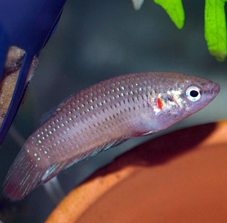 Betta imbellis