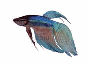 Betta splendens long tail