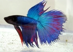 Betta splendens Combtail