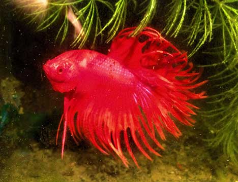 Betta splendens crowntail