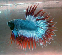 Betta splendens crowntail