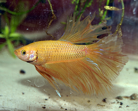 betta splendens