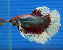 Betta splendens delta tail