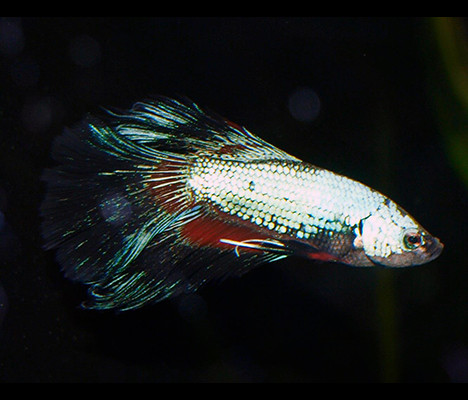 Betta halfmoon