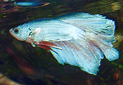 Betta splendens Halfmoon