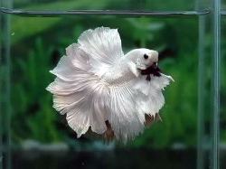 betta splendens rosetail