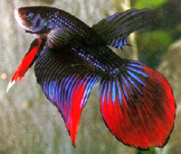 Betta splendens roundtail