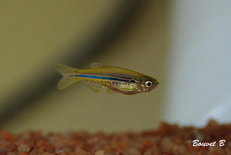 danio nigrofasciatus