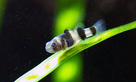 Brachygobius doriae