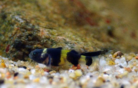 Brachygobius doriae