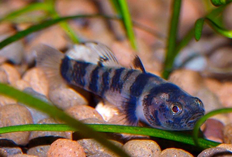 brachygobius nunus