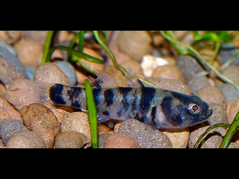 Brachygobius nunus