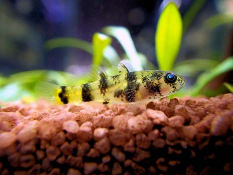 Brachygobius xanthomelas