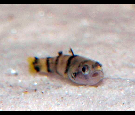 Brachygobius xanthomelas