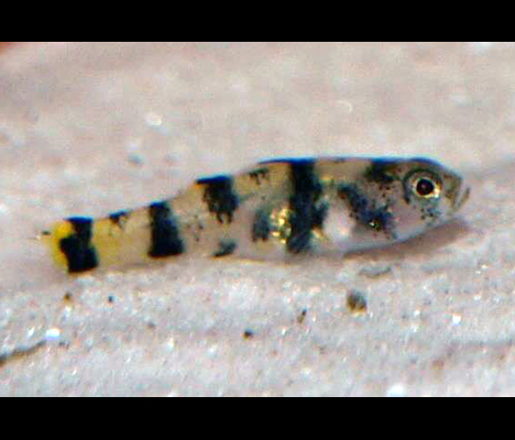 Brachygobius xanthomelas