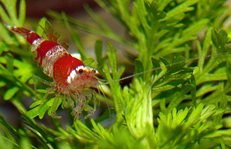 caridina crystal red