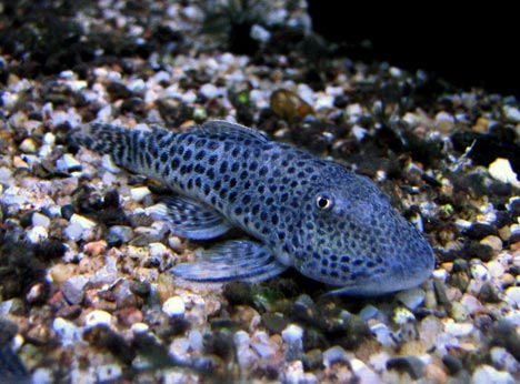 Chaetostoma milesi