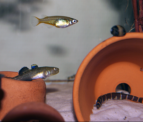 chlamydogobius eremius