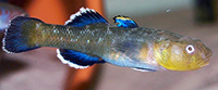 Chlamydogobius eremius