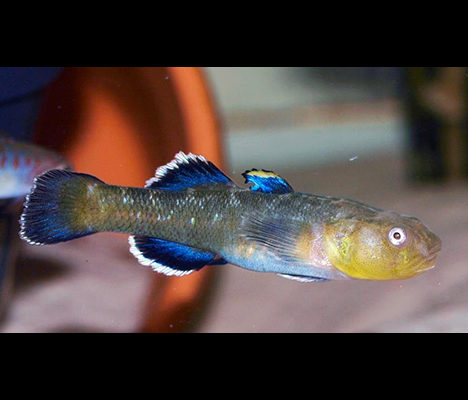 chlamydogobius eremius